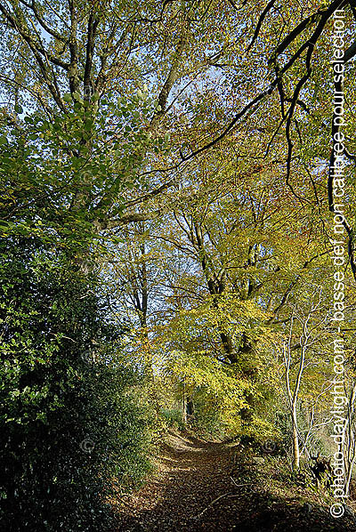 bois en automne